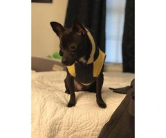1 year old male black chihuahua for sale - 4