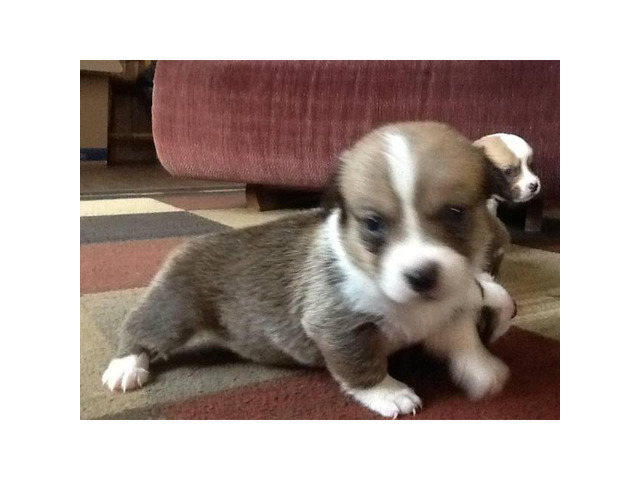 Tricolor Puppies in Austin, Texas Puppies for Sale Near Me