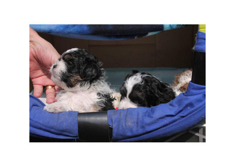 Zuchon Pups 2 male