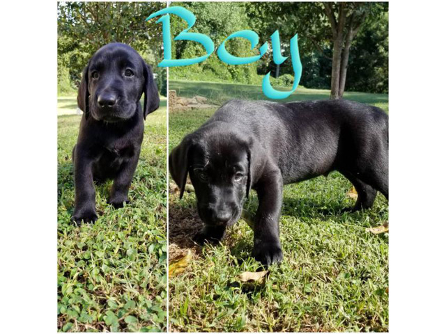 AKC Lab Puppies both parents on site in Greenville, North ...