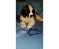 Saint Bernards 5 males and three females from 2 litters - 3