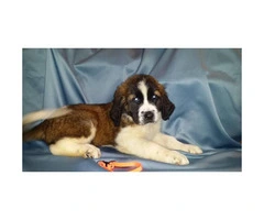 Saint Bernards 5 males and three females from 2 litters - 7