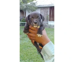 6 UKC REGISTERED American Bully puppies