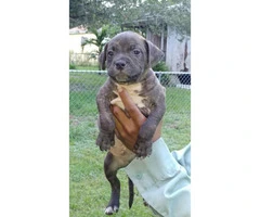 6 UKC REGISTERED American Bully puppies - 2