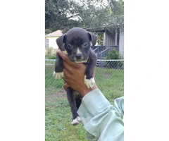 6 UKC REGISTERED American Bully puppies - 4