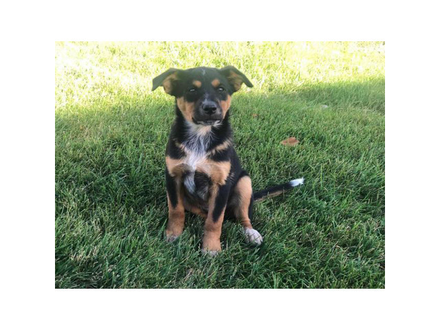 australian cattle dog lab mix puppies for sale