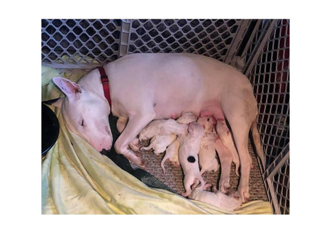 English Bull Terrier Puppies