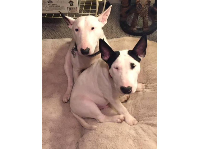 English Bull Terrier Puppies in Aberdeen, Maryland