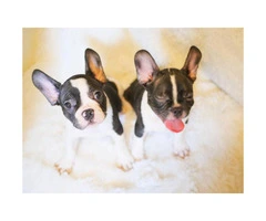 Adorable 8 Week Old Female And Male French Bulldog Pups For Sale