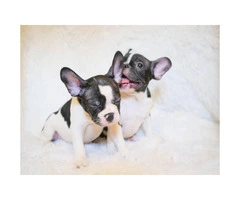 Adorable 8 Week Old Female And Male French Bulldog Pups For Sale - 2