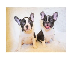 Adorable 8 Week Old Female And Male French Bulldog Pups For Sale - 3