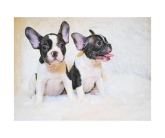 Adorable 8 Week Old Female And Male French Bulldog Pups For Sale - 4