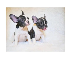 Adorable 8 Week Old Female And Male French Bulldog Pups For Sale - 5