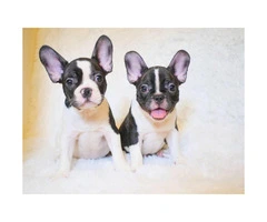 Adorable 8 Week Old Female And Male French Bulldog Pups For Sale - 6