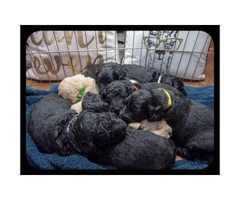F2b Goldendoodle litter of 8 puppies
