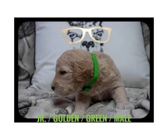 F2b Goldendoodle litter of 8 puppies - 4