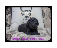 F2b Goldendoodle litter of 8 puppies - 5