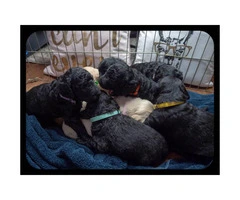 F2b Goldendoodle litter of 8 puppies - 10