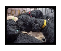 F2b Goldendoodle litter of 8 puppies - 12