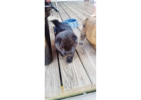 3 Male full blooded chow chow puppies