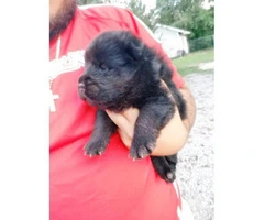 3 Male full blooded chow chow puppies - 3