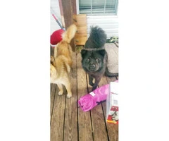 3 Male full blooded chow chow puppies - 5