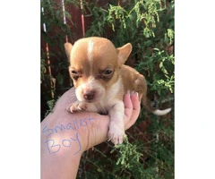 Tiny chihuahuas - 5 boys and two girls available