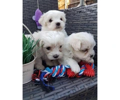 Tiny, cute, registered Maltese Puppy for sale