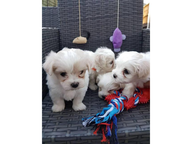 Tiny, cute, registered Maltese Puppy for sale in