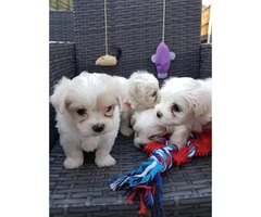 Tiny, cute, registered Maltese Puppy for sale - 2