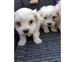 Tiny, cute, registered Maltese Puppy for sale - 3