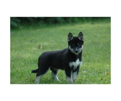 Pomsky male puppy ready for his forever home - 1