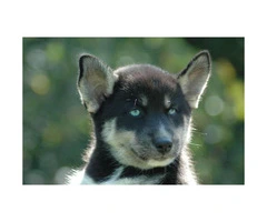 Pomsky male puppy ready for his forever home - 2