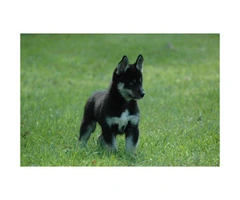 Pomsky male puppy ready for his forever home - 4