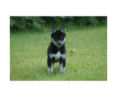 Pomsky male puppy ready for his forever home - 5