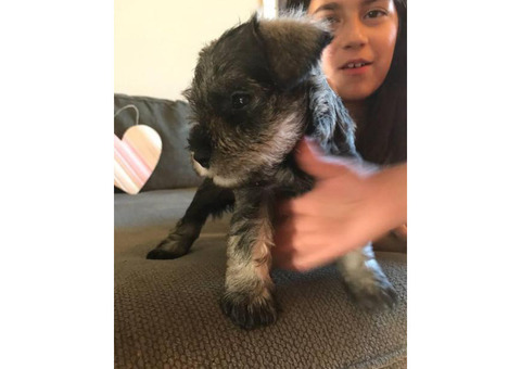 5 beautiful full breed miniature schnauzer