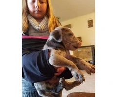 3 cute great Danes puppies looking for their forever home - 3