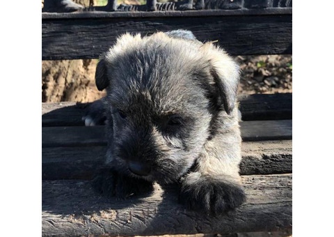 CKC Miniature Schnauzer puppies - $750