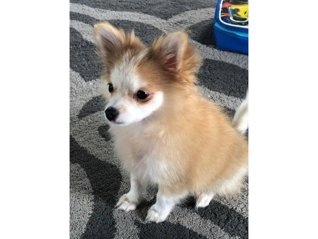 15 Weeks Old Male Pomeranian Puppy Greenville - Puppies For Sale Near Me