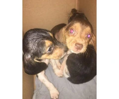 Purebred Male Beagle puppies