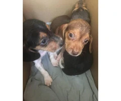 Purebred Male Beagle puppies - 2