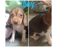 Purebred Male Beagle puppies - 3