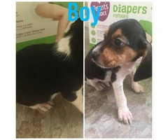 Purebred Male Beagle puppies - 5