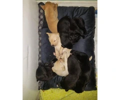 AKC registered Yellow & Black Lab puppies - 3