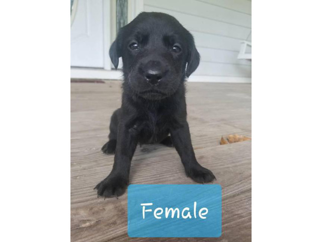 AKC registered Yellow & Black Lab puppies in McComb ...