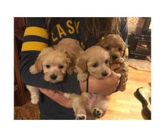 maltipoo apricot puppy 1800 puppies near