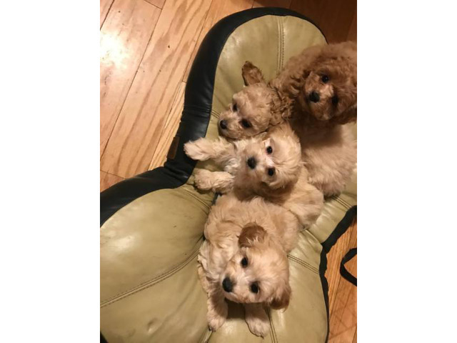 Apricot Maltipoo puppy for sale Portsmouth Puppies for