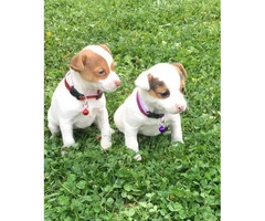2 adorable Jack Russell Terriers