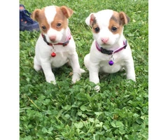 2 adorable Jack Russell Terriers - 4