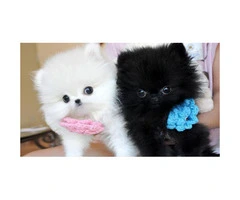 Gorgeous T-cup Pom Puppies For Pet Lovers Text  (727) 900-5127